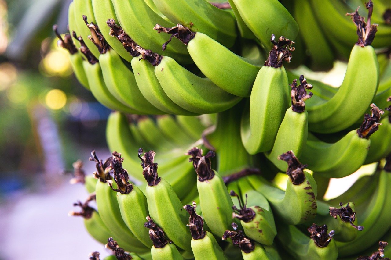 Receita de Farinha de Banana Verde para Diabeticos