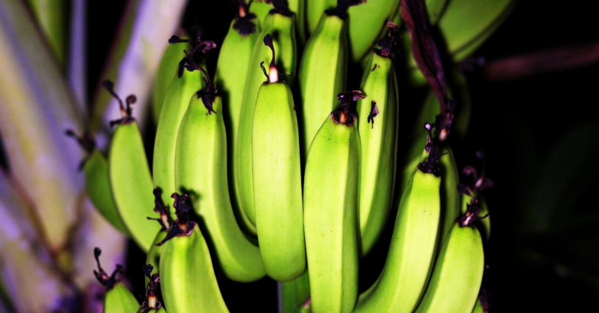 bBanana Verde e bom para Diabetes