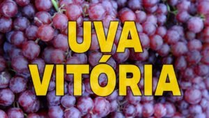 Quem tem Diabetes pode comer Uva Vitória?