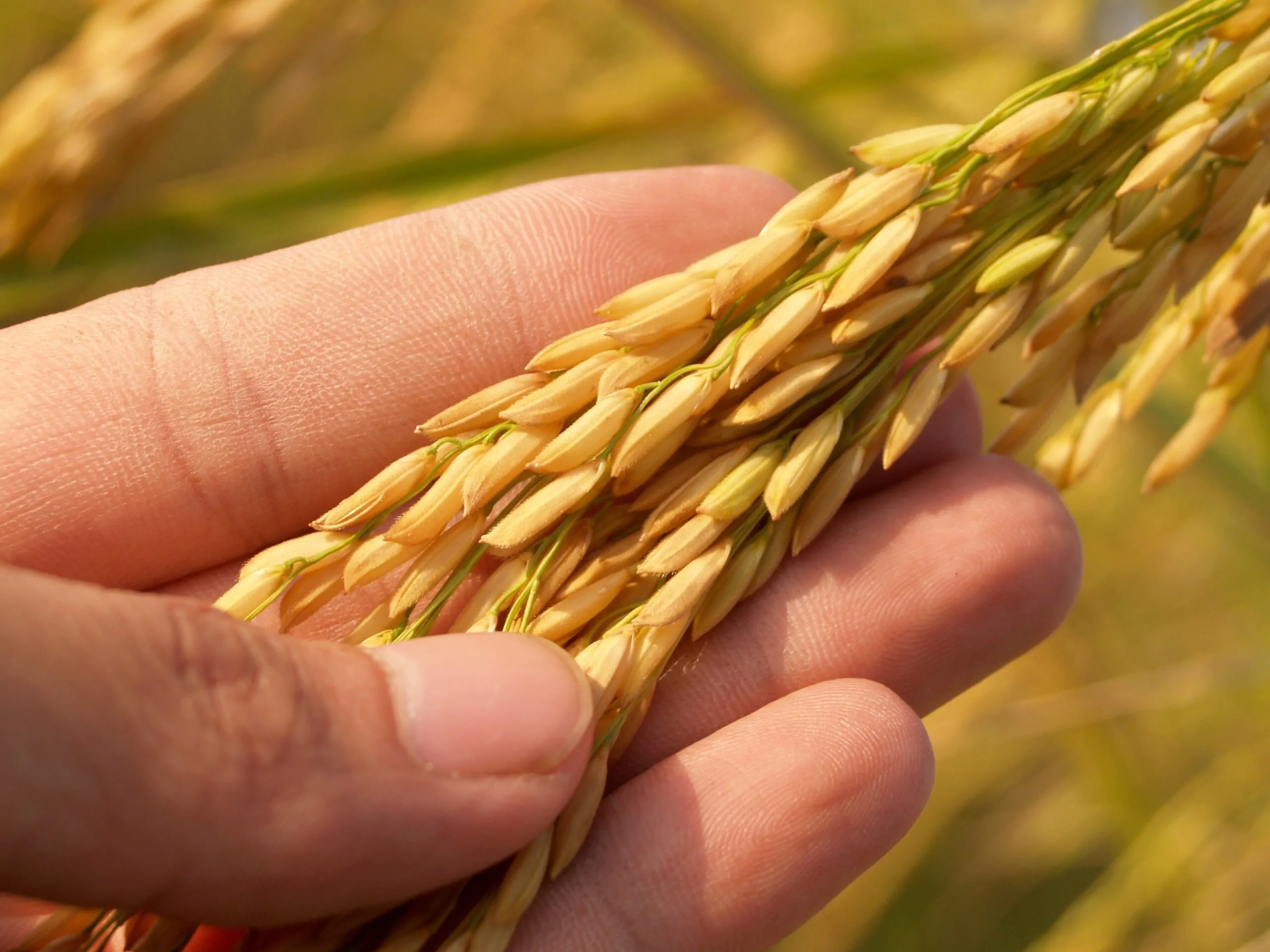 DESCUBRA os SEGREDOS do Arroz e Macarrão Integral para DIABÉTICOS